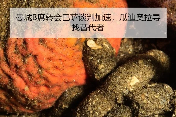 man-cheng-xi-zhuan-hui-ba-sa-tan-pan-jia-su-gua-di-ao-la-xun-zhao-ti-dai-zhe-2-516.jpg